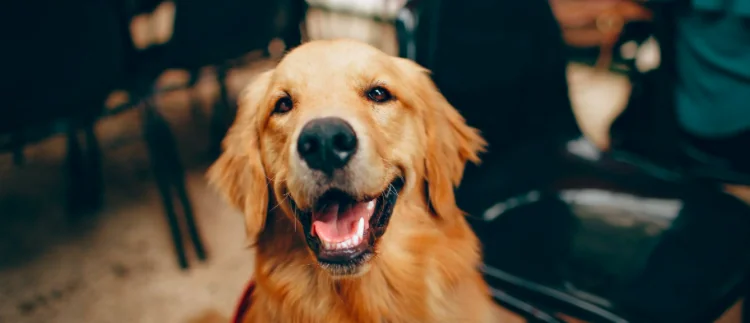 Affinità uomo e cane...